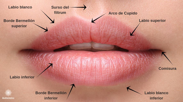 anatomía de los labios