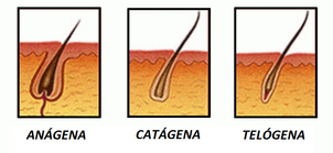 fases de crecimiento del pelo